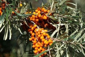 Облепиха – источник широкого спектра кислот и витаминов
