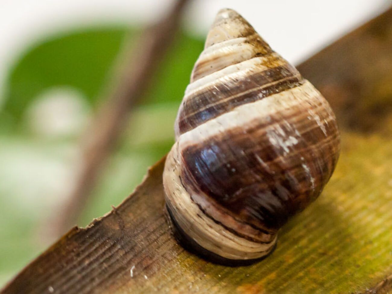 Равлик Джордж був дуже популярним у Гонолулу