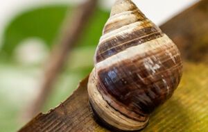 Равлик Джордж був дуже популярним у Гонолулу