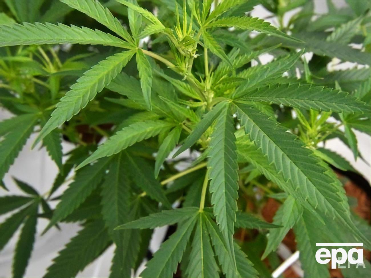 Зеленский считает, что Украина пока не готова к легализации марихуаны