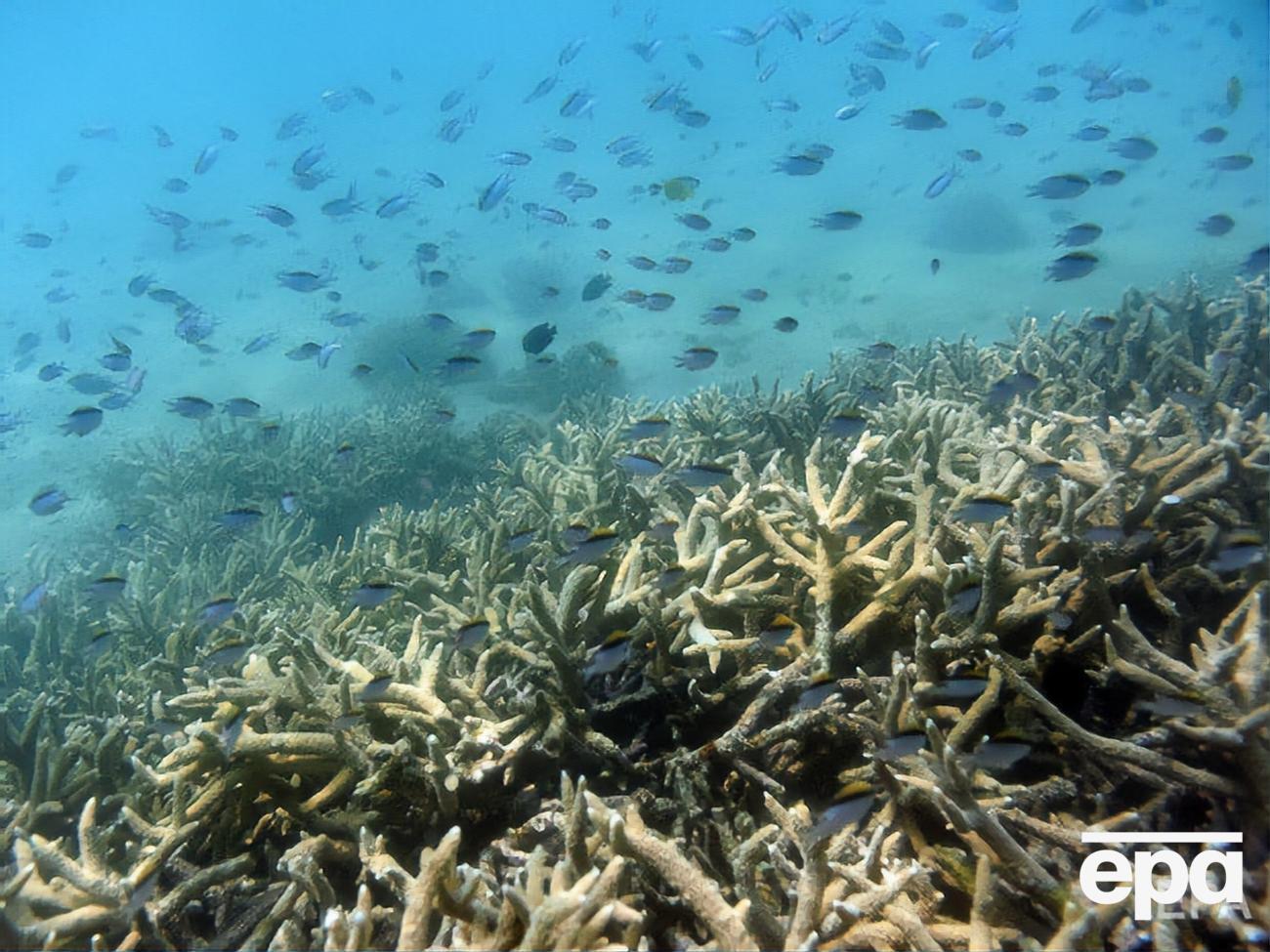 Кораллы гибнут от жары