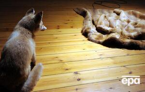 Запрет на продажу и изготовление одежды из меха вступит в силу с 1 января 2023 года