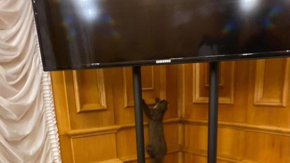 Депутат сказал, что позже животное выпустили
