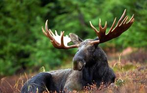 Лося внесли в Красную книгу Украины в декабре 2017 года