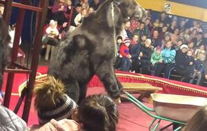 В цирке заявили, что виноваты зрители