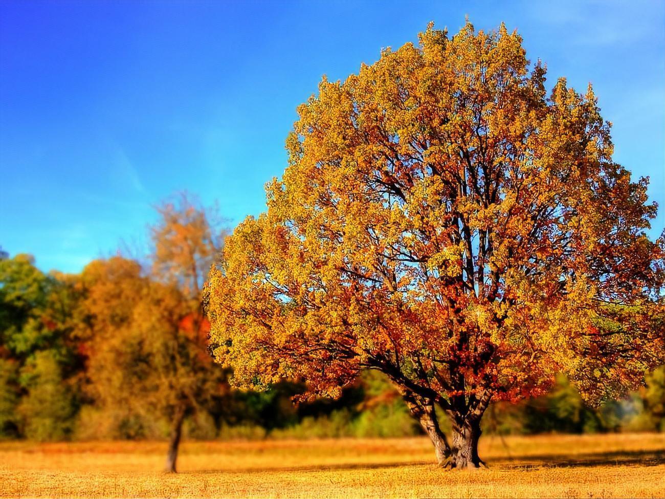 В Киев вернулась осень