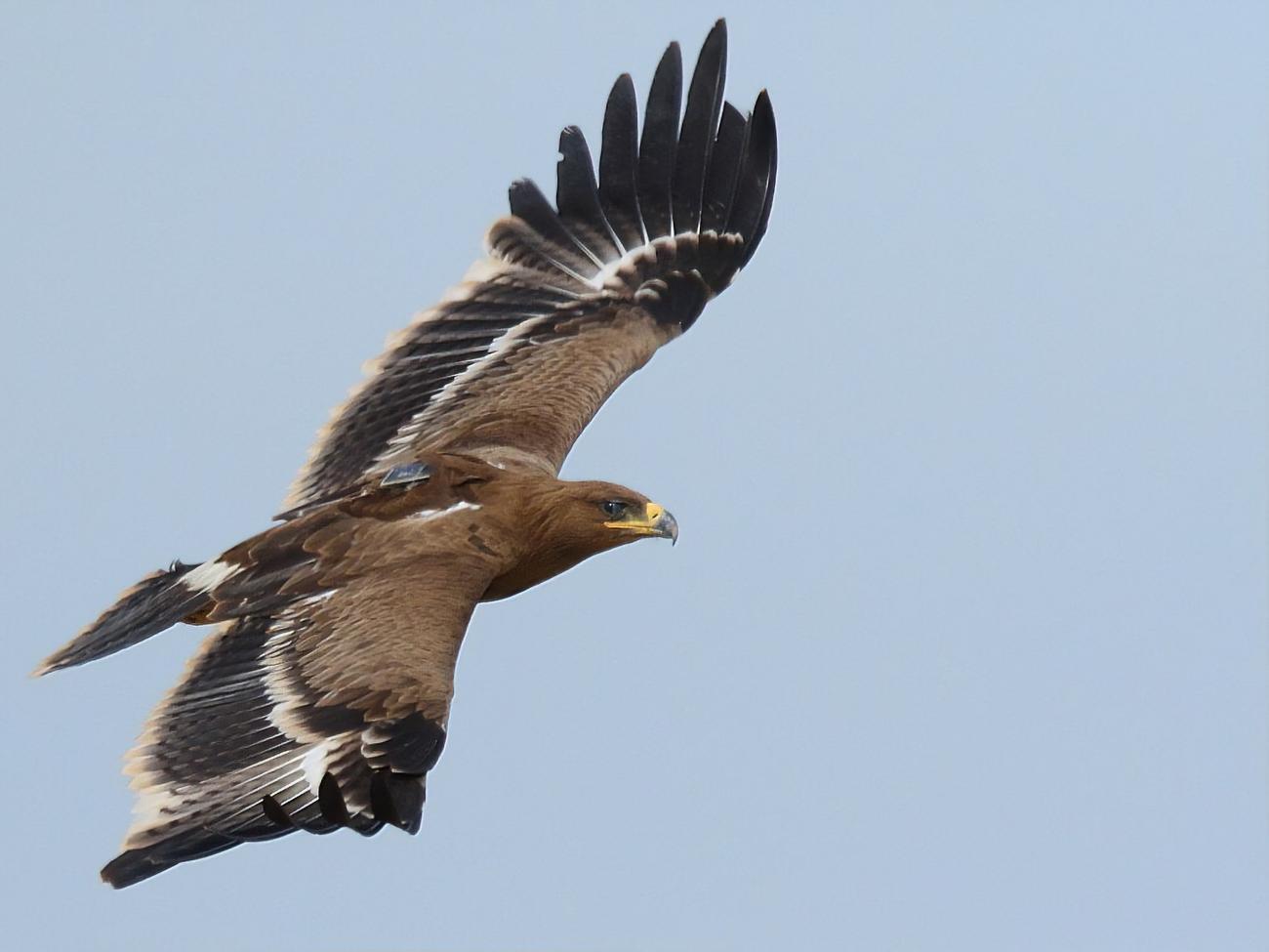 Чтобы вернуть потраченные орлицей средства, орнитологи объявили о начале акции по сбору средств "Закинь орлу на мобилку". Уже удалось собрать необходимую сумму