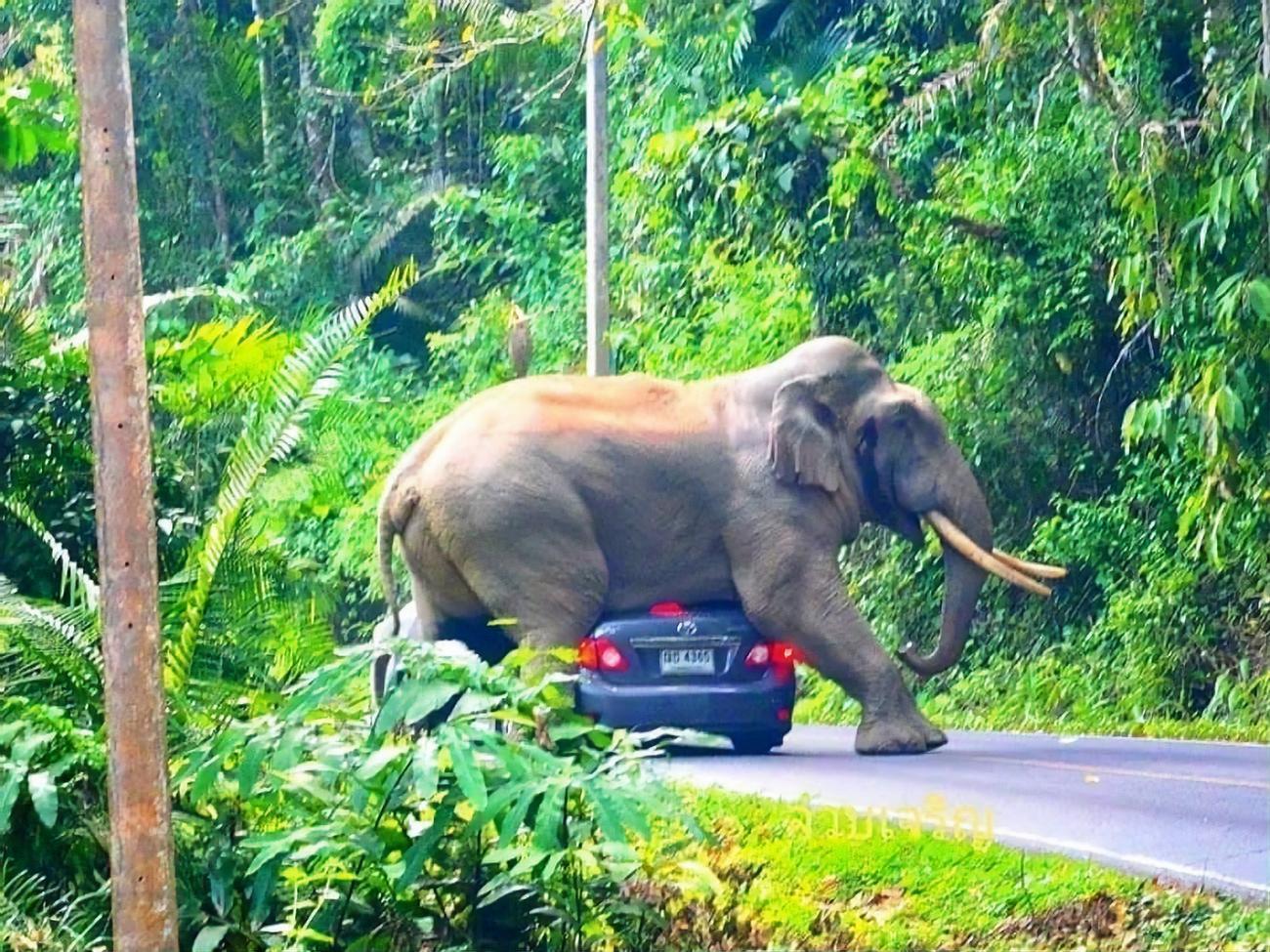 У слона Диа своєрідна манера вітати туристів