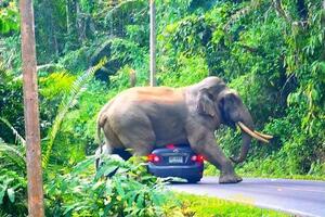 У слона Диа своєрідна манера вітати туристів