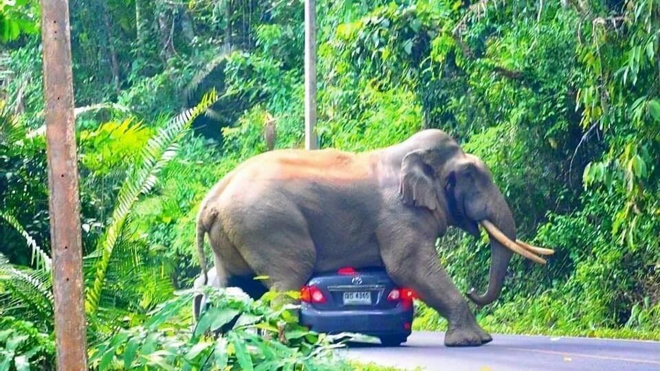 У слона Диа своєрідна манера вітати туристів