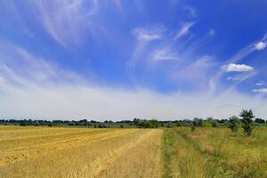31% опитаних підтримує скасування мораторію на продаж землі