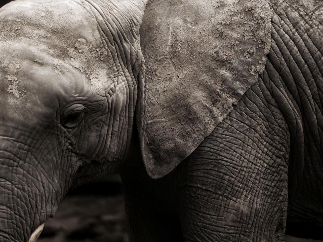 Чан-Мін сказав, що для слона&nbsp;відмова від прогулянок не буде стресом, оскільки їх у будь-якому разі припинили б після настання холодів