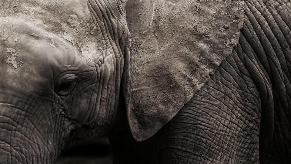 Чан-Мін сказав, що для слона відмова від прогулянок не буде стресом, оскільки їх у будь-якому разі припинили б після настання холодів