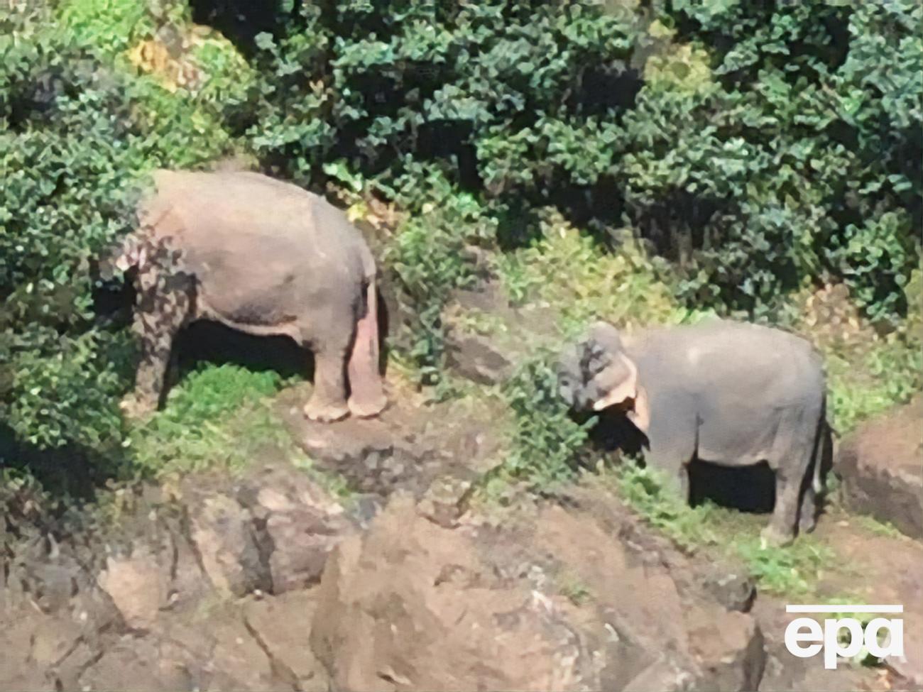 Двом слонам надали допомогу