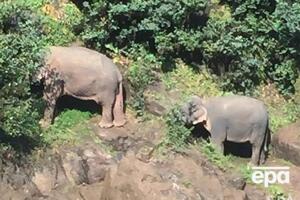 Двум слонам оказали помощь