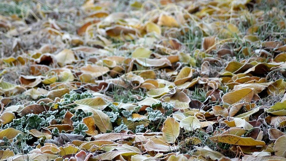 У Львові вночі прогнозують заморозки