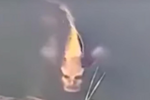 Окрас рыбы в определенном ракурсе делает ее похожей на существо с человеческим лицом