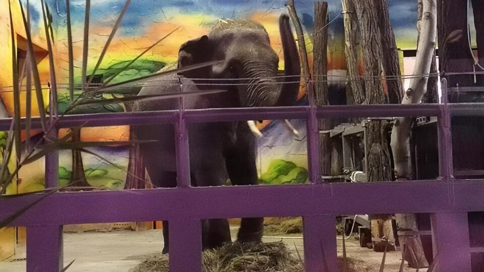 Шанті вже показують відвідувачам