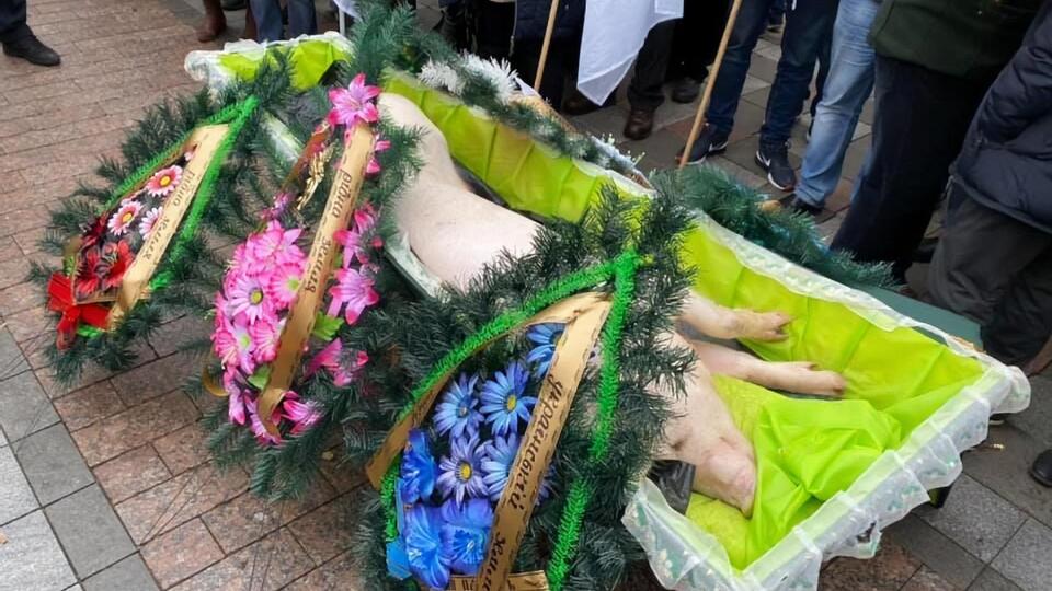Свиня під Радою виявилася справжньою