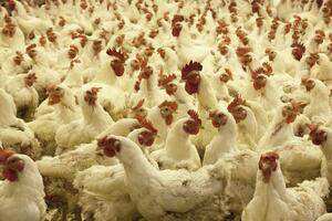 Повышение цен на продукцию в июле – августе 2017 года, о котором сообщили в АМКУ, было связано с экономической ситуацией в стране, подчеркнули птицеводы