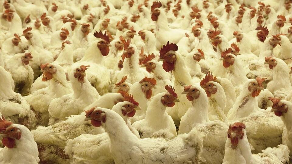 Повышение цен на продукцию в июле – августе 2017 года, о котором сообщили в АМКУ, было связано с экономической ситуацией в стране, подчеркнули птицеводы