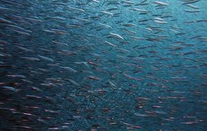 Украина может лишиться права вести промышленный вылов рыбы, если документ не будет подписан, заявили в Минэкоэнерго