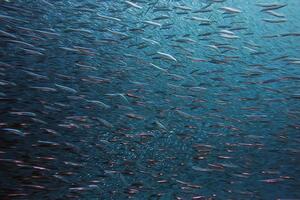 Украина может лишиться права вести промышленный вылов рыбы, если документ не будет подписан, заявили в Минэкоэнерго