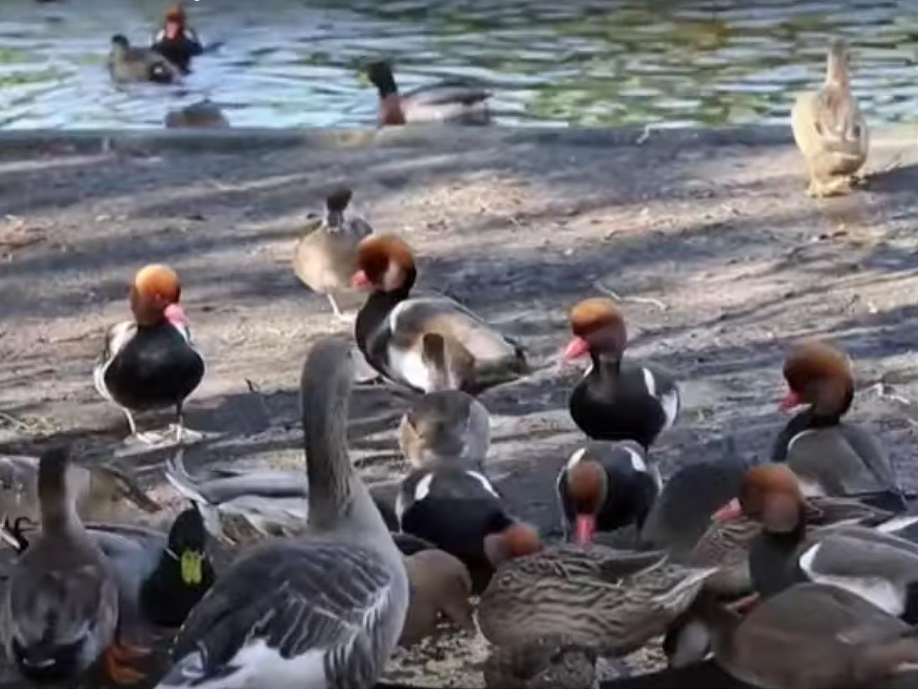 Сусід фермерки вимагав &euro;3,5 тис. компенсації через гучне крякання качок