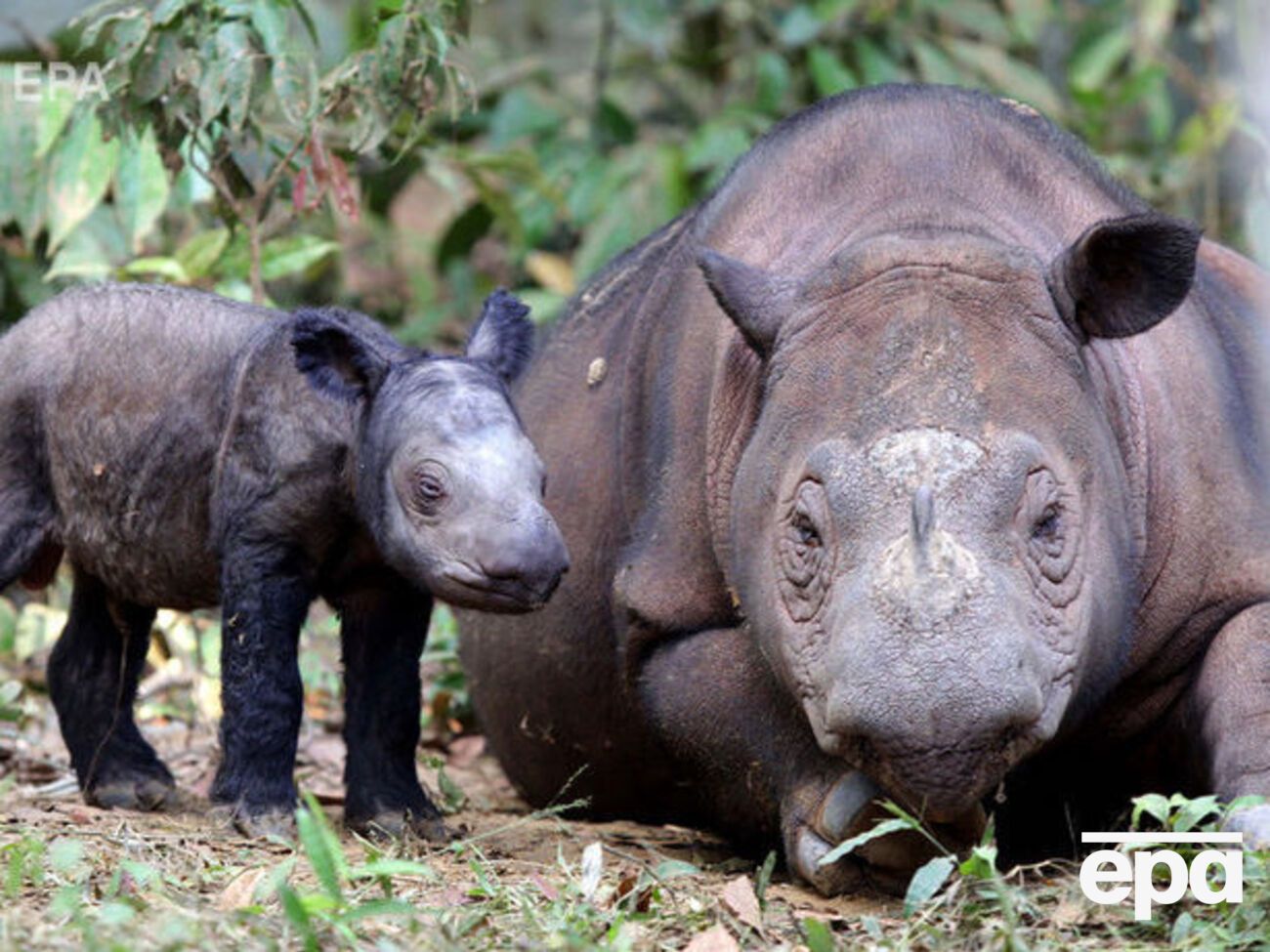 У суматранского носорога два рога