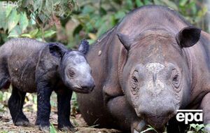 У суматранського носорога двоє рогів