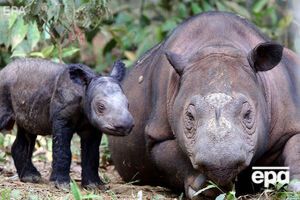 У суматранского носорога два рога