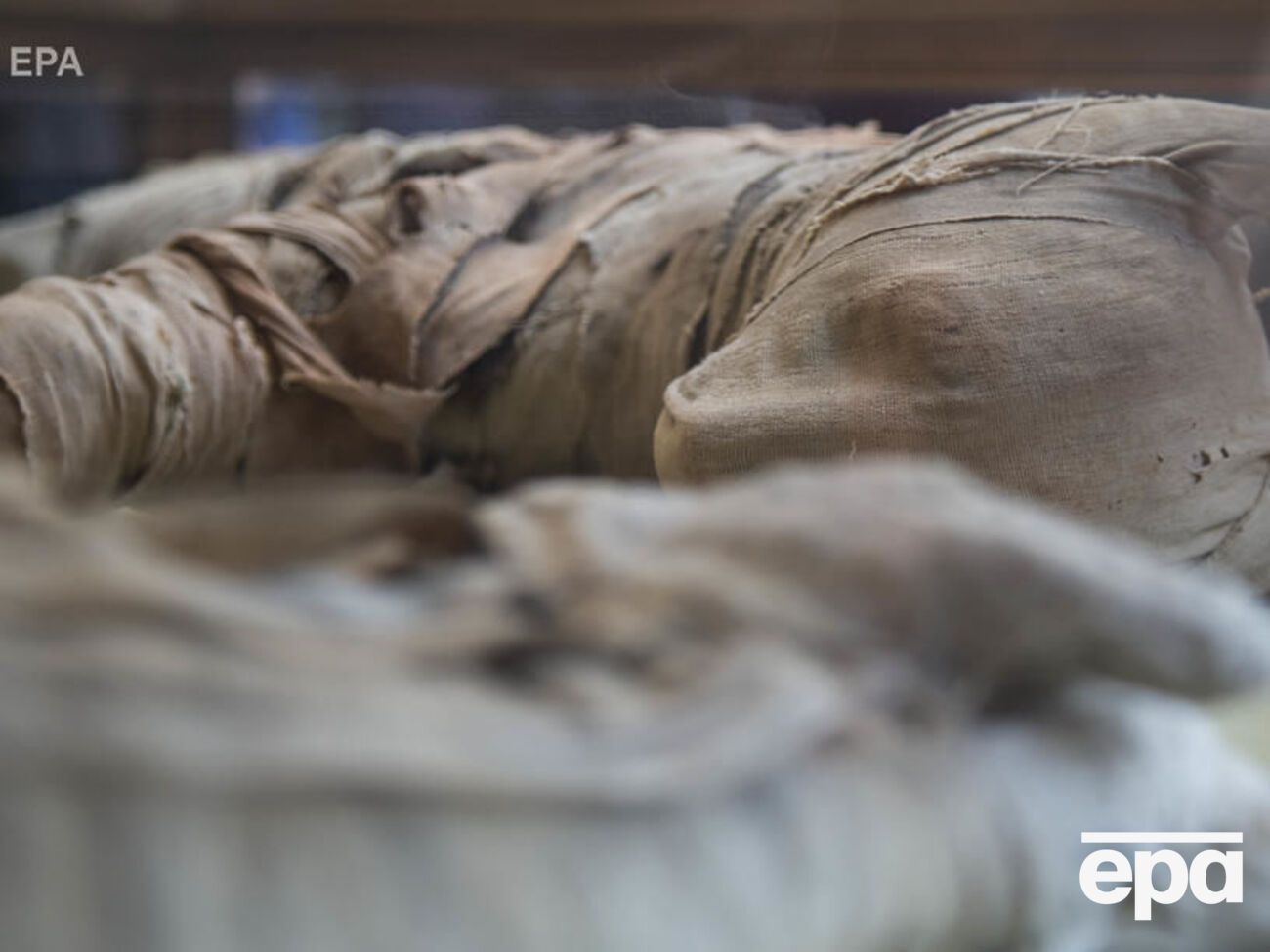 Львята, змеи и большой скарабей. В Египте показали мумии животных из древнего некрополя. Фоторепортаж