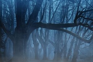 Видимість на дорогах через туман буде 200–500 м