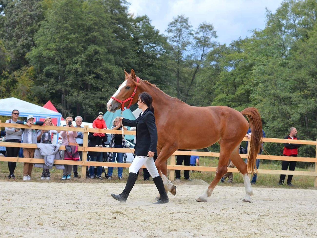 Загиблий кінь брав участь у зйомках і фестивалях