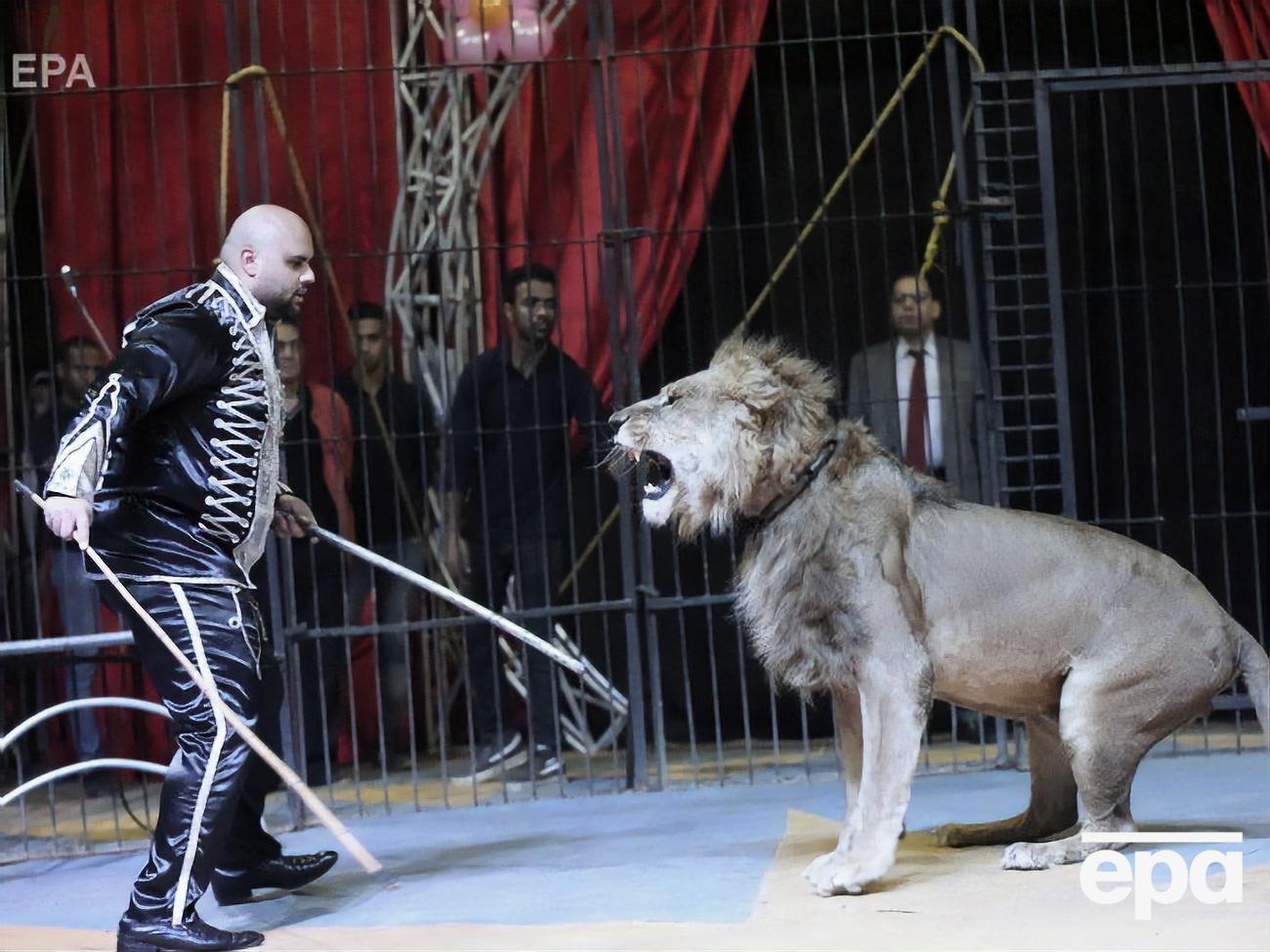 Животные должны жить не в цирке, считают в Минэнерго