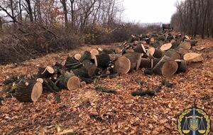 Вырубленный лес продавали в Харькове