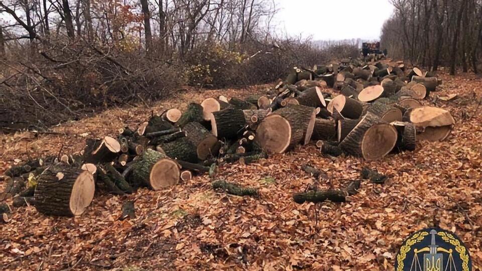 Вирубаний ліс продавали в Харкові