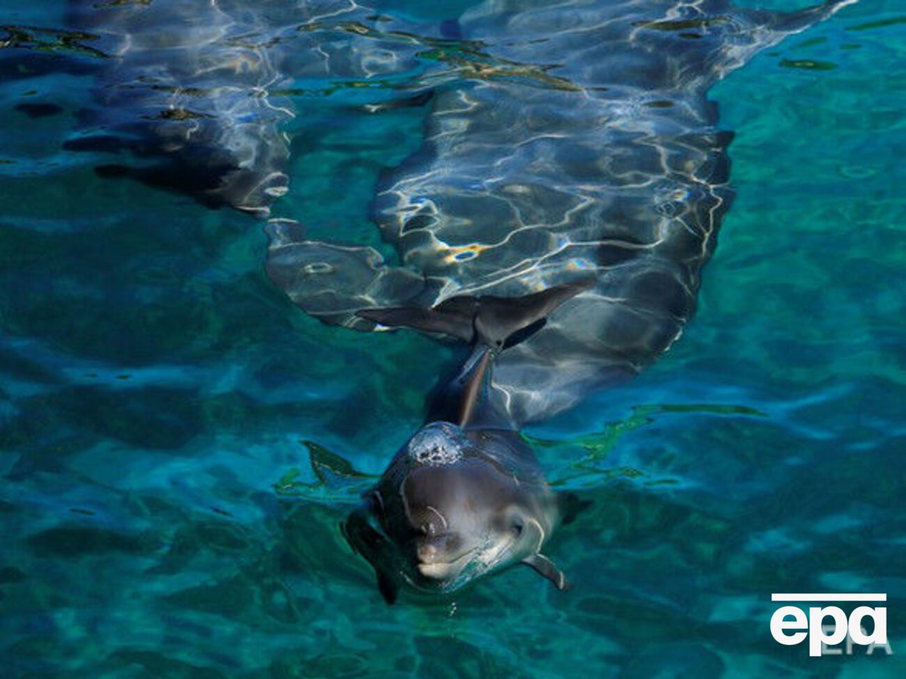 Дельфины вышли из-под контроля и атаковали 10-летнюю девочку