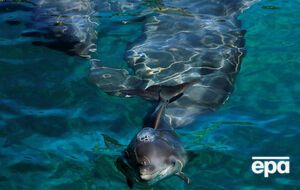 Дельфины вышли из-под контроля и атаковали 10-летнюю девочку