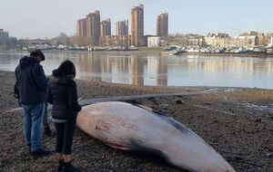 Тіло кита доправили в Лондонський зоопарк для розтину