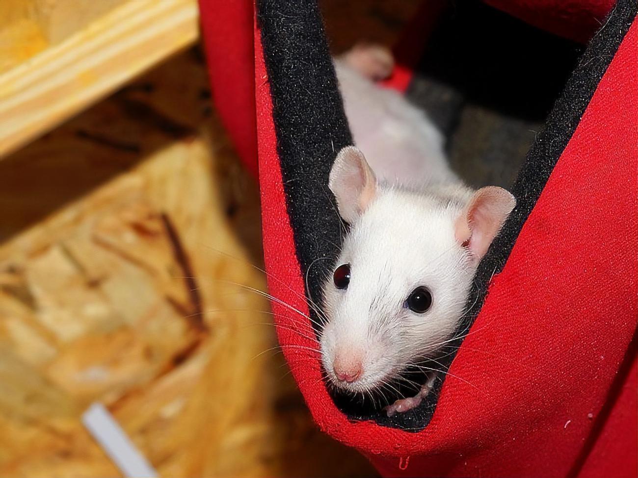 В год Белой Крысы&nbsp;следует сконцентрироваться на культурной и духовной жизни