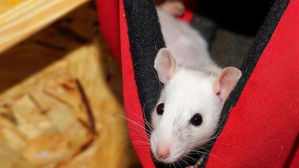 В год Белой Крысы следует сконцентрироваться на культурной и духовной жизни