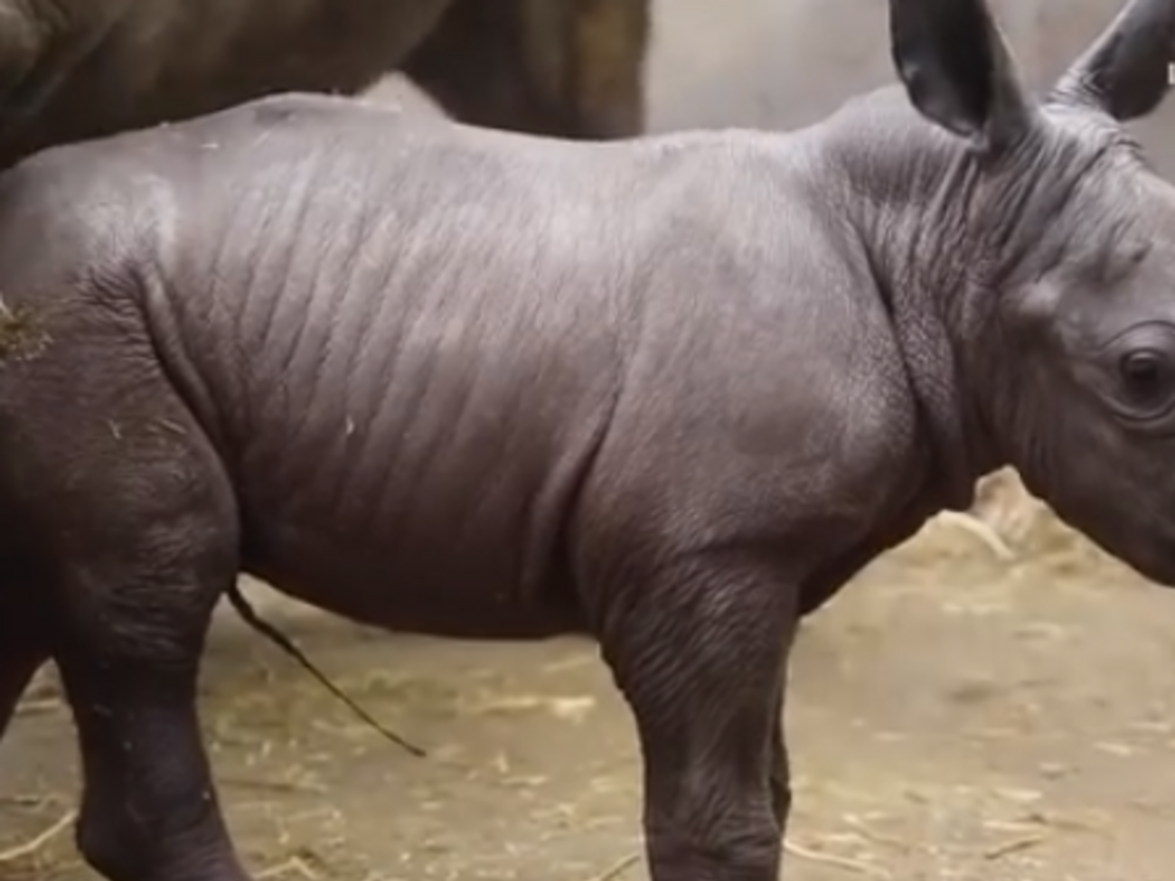 Маленький южный белый носорог родился 25 ноября
