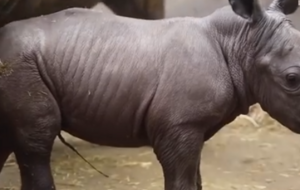 Маленький южный белый носорог родился 25 ноября