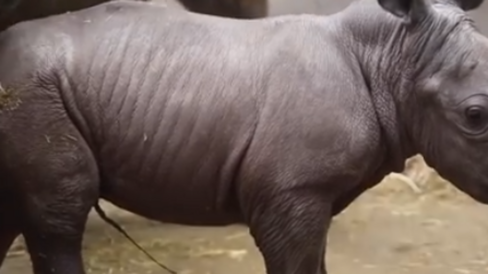 Маленький южный белый носорог родился 25 ноября