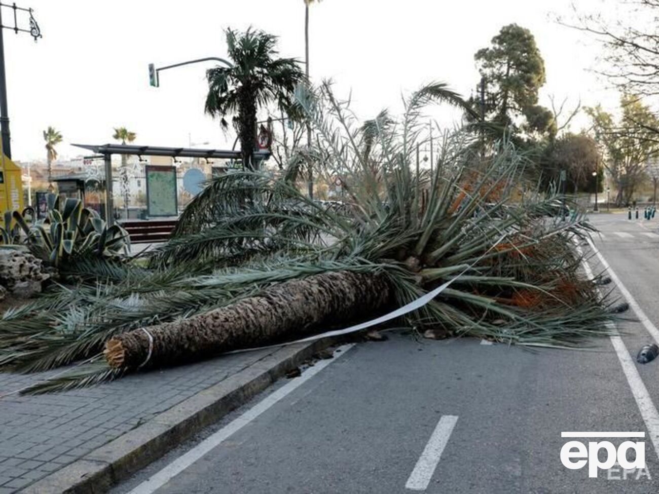 Сильный ветер приводит к падению деревьев
