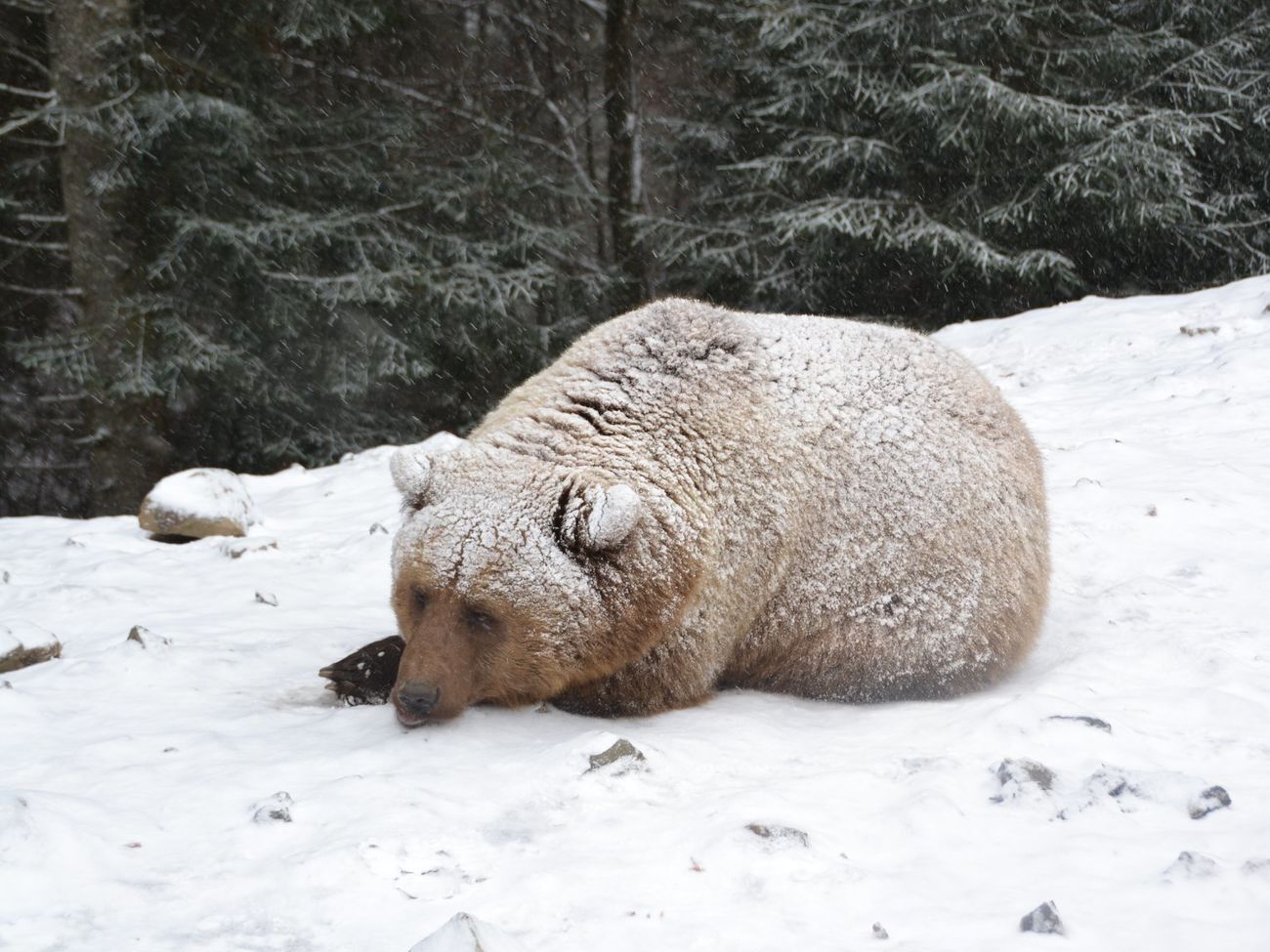 Продолжительность медвежьего сна зависит от температурных колебаний зимой