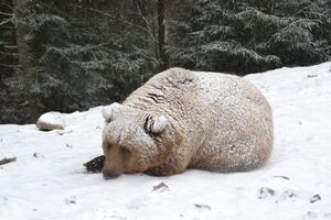 Продолжительность медвежьего сна зависит от температурных колебаний зимой