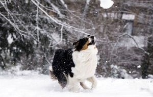 Снежки в этом постановлении внесены в одну категорию с камнями