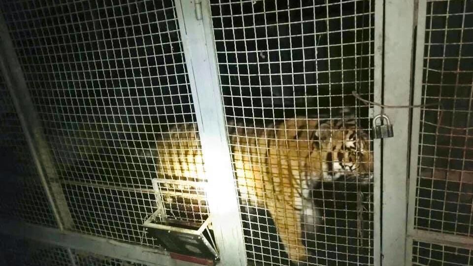 Правоохоронці відкрили кримінальне провадження за фактом жорстокого поводження із тваринами